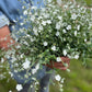 Sympathy Gift Box - with Marlston Farm Girl forget-me-not seeds